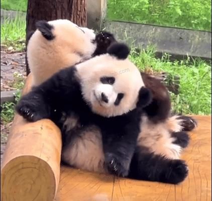 回馈我组，jd库博光学硅水凝胶月抛6片装好价69元一盒，到手11.5/片，凑单更便宜，超简单作业，近视姐妹进 - 美泡泡