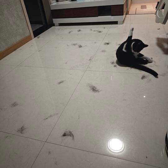 讨论/【科普】安利一种全新的梳毛工具 - 美泡泡