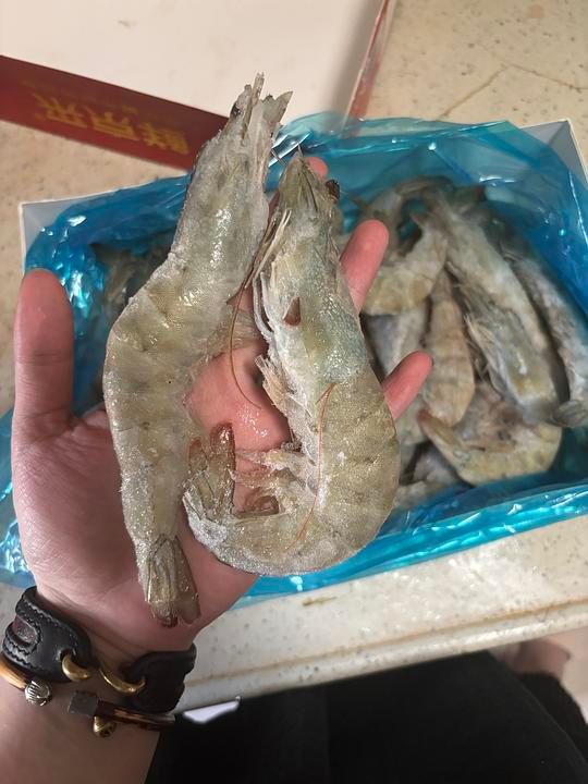 61三斤手掌大的虾 - 美泡泡